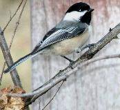 Black-capped Chickadee 