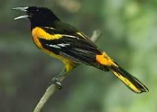 Baltimore Oriole