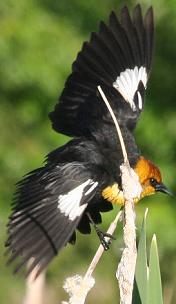 Yellow-headed Blackbird