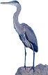 great blue heron