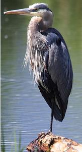 great blue heron