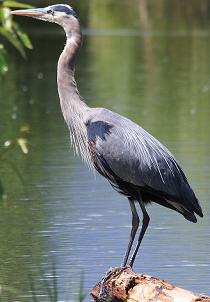 great blue heron