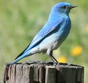 Mountain Bluebird