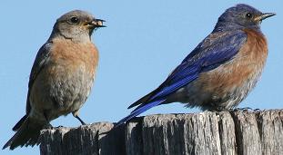 Western Bluebird