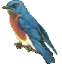 Western Bluebird