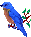 blue bird