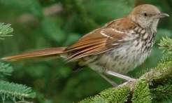 Brown Thrasher