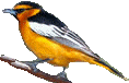 Bullocks Oriole