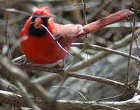 Cardinal gathering twigs
