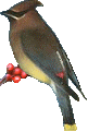 Cedar Waxwing