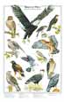 bird charts and posters
