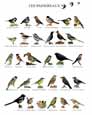 bird charts