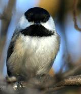 chickadee