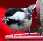 chickadee with seed