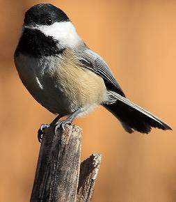 Black-capped Chickadee