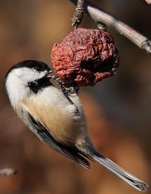 Chickadee