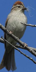 chipping sparrow