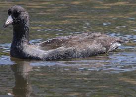 American Coot