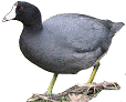 Coot