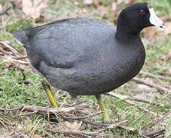 American Coot