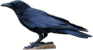 American crow