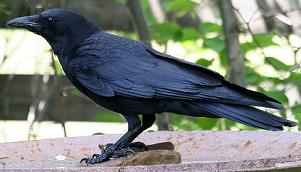 American crow