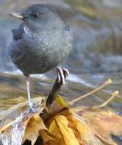 Dipper