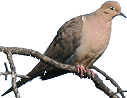 Mourning Dove