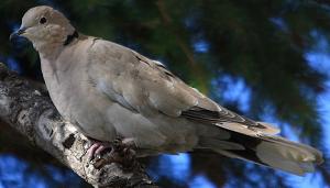 turtle dove