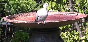 turtle dove at birdbath