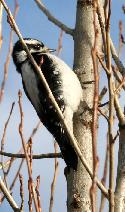 Downy woodpecker female