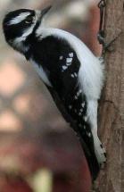 Downy woodpecker