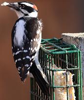 downy woodpecker