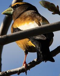 Evening Grosbeak