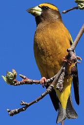 Evening Grosbeak