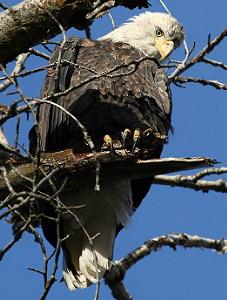 Bald Eagle