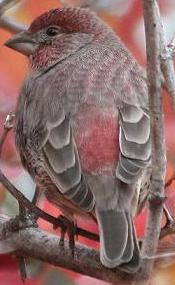 House finch