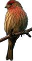 House Finch