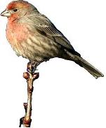 House Finch