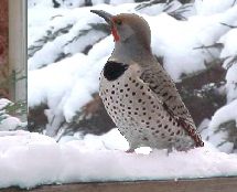 Northern Flicker