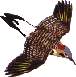 Nothern Flicker flying