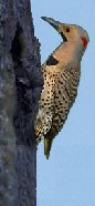 Norther Flicker