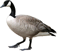 Canada goose