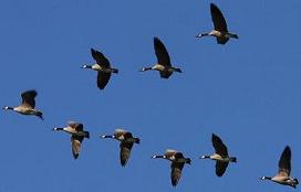 canadian geese