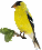 Goldfinch