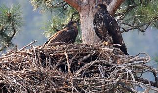 Golden Eagle