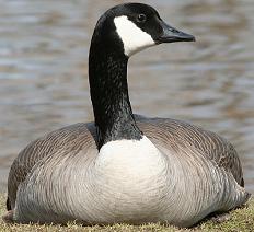 Canada goose