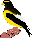 grosbeak