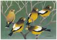 Grosbeak posters