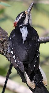 hairy woodpecker